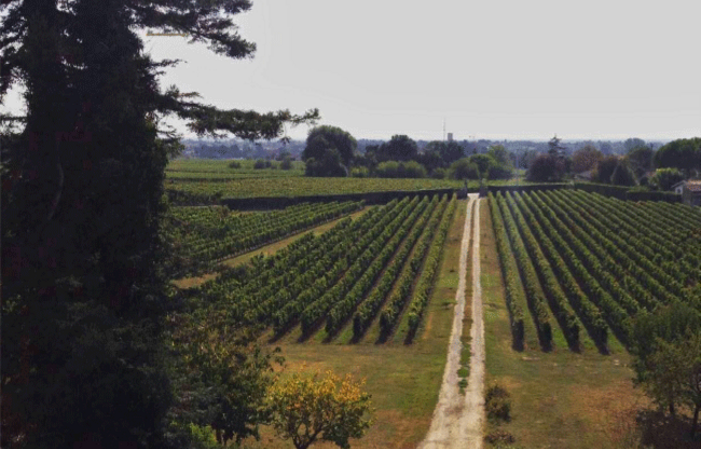 Visite Chateau Bonnange: la vigne, le chai, dégustation 1,00 €