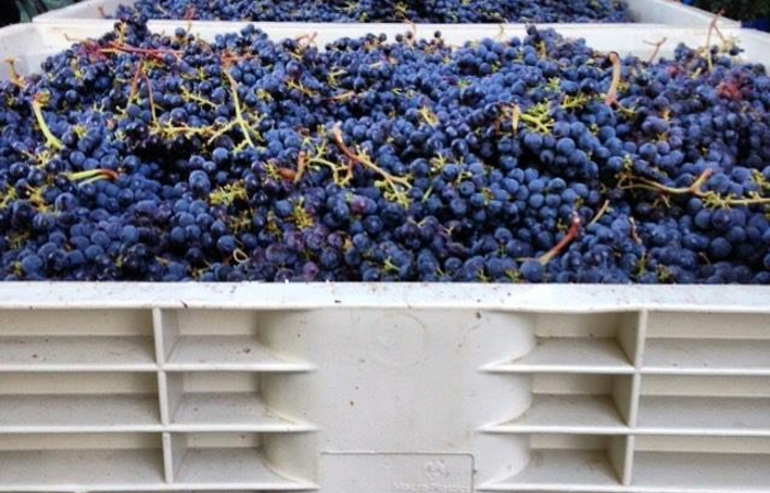 Visite et dégustations du domaine Methode Sauvage 1,00 €