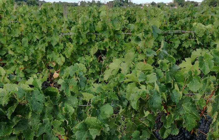 Visite Du Château Beau Rivage & Clos La Bohème 1,00 €