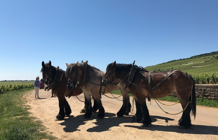 Full Day Côte de Beaune et Côte de Nuits 274,88 CHF