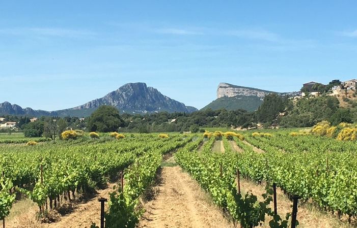 L'Essentiel Pic Saint-Loup Demi-journée Wine Tour 70,00 €