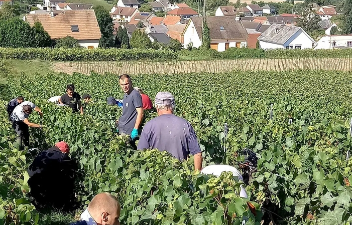 Visite du Cellier, Champagne Joly 1,00 €