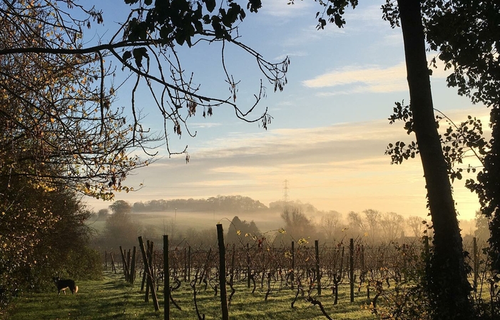 Visite et Dégustation - Oatley Vineyard 1,00 €