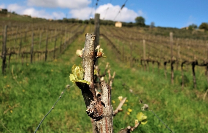 Visite et dégustations au FATTORIA LICIA 1,00 €