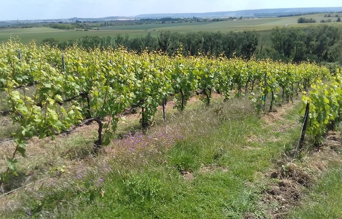 Déjeuner champêtre au Domaine Champagne Lallement Massonnot 65,00 €