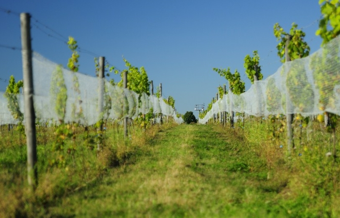 Visite et Dégustation aux Vignobles Jaworek 1,00 €