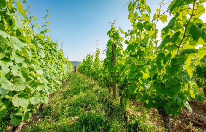 Visite Dégustation Classique au Clos Triguedina 5,00 €