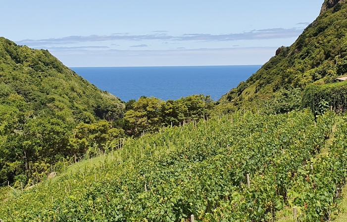 Dégustation de vins de Madère à la propriété 25,00 €