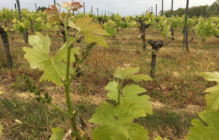 Visite et Dégustation au Château Puy Descazeau 1,00 €
