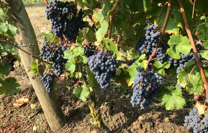 Dégustation au Domaine de l'Ours Bleu 1,00 €