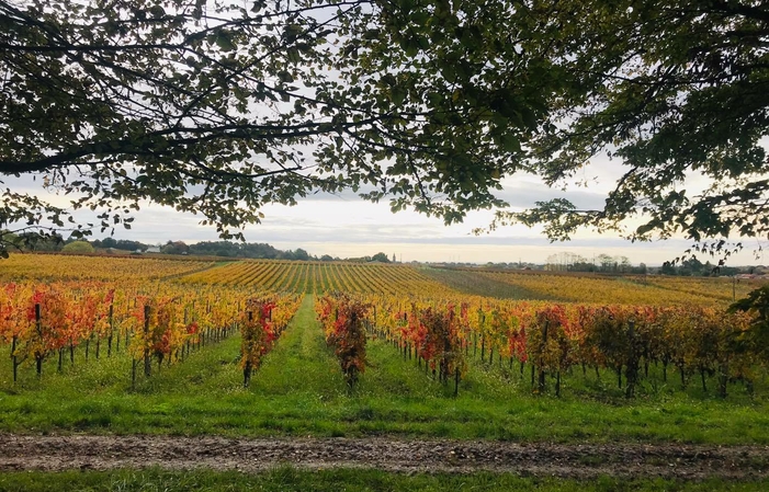 Visite et dégustation Chateau Falfas 1,00 €