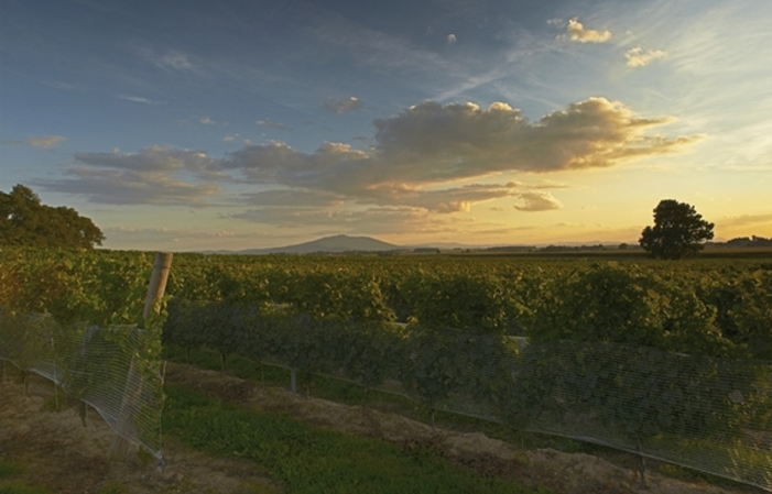 Visite et Dégustation au Vignoble Adoria 1,00 €