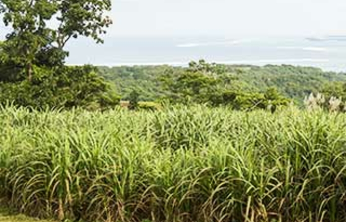 Visite et  dégustations de la distillerie  Mana'o Tahiti 1,00 €