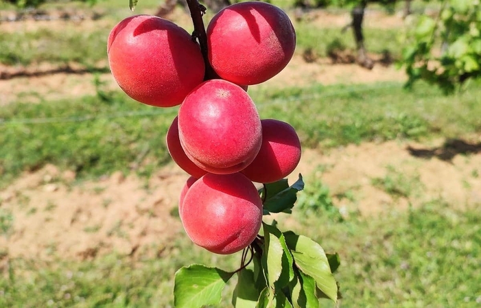 Visite et dégustations au Domaine Enclos de la Croix 46,00 €