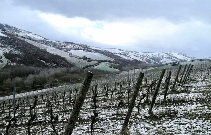 Visite et dégustaions au Francesco Cirelli Wines 1,00 €