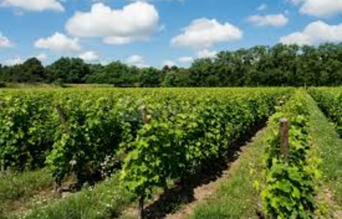 Visite-dégustation : Château d'Eyran de la vigne à la barrique 10,00 €