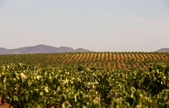 Visite du domaine Ribera del Guadiana Denomination of Origin 1,00 €