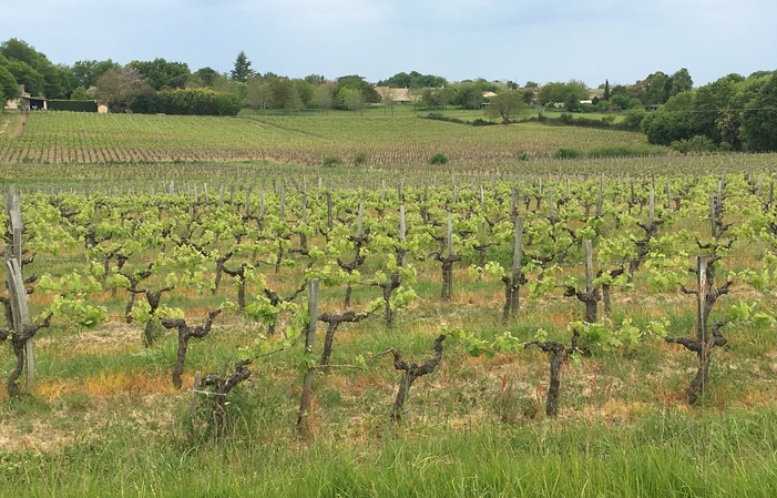 Visite et Dégustation au Château Puy Descazeau 1,00 €