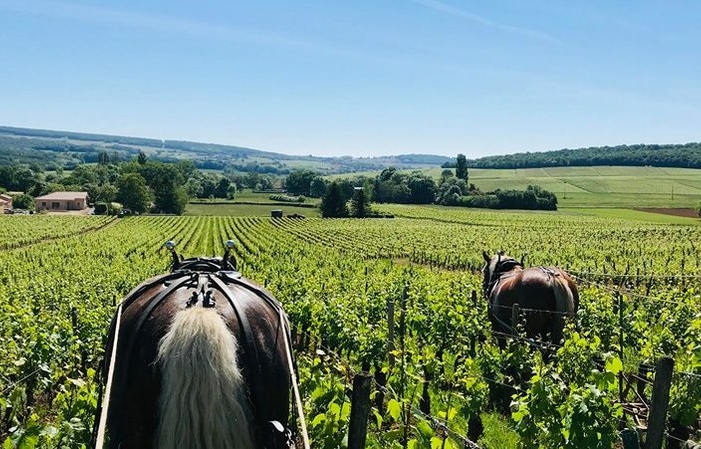 Visite et Dégustation au Domaine de l'Aubraine 1,00 €