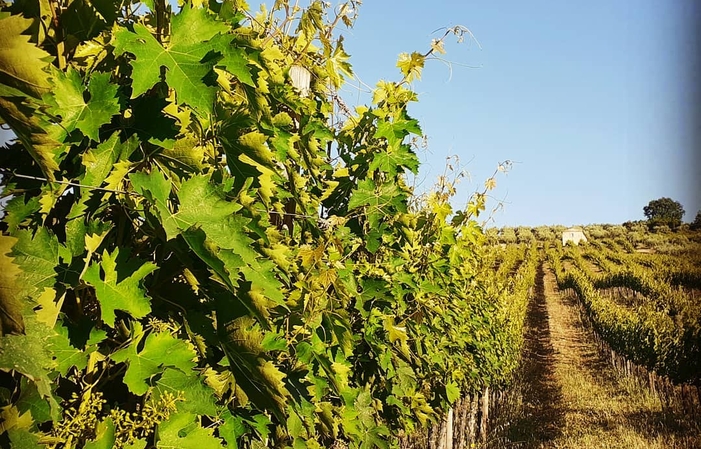 Visite et dégustations au FATTORIA LICIA 1,00 €