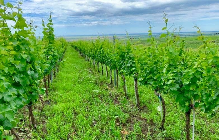 Visite de Crama Ferdi Winery 10,00 €