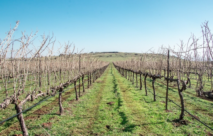 Visit Of Golan Heights Winery 1,00 €