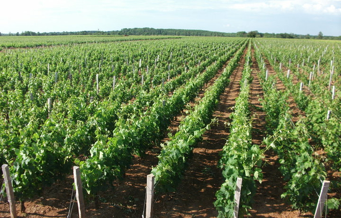 Visite et Dégustation - Château Carmenère 1,00 €