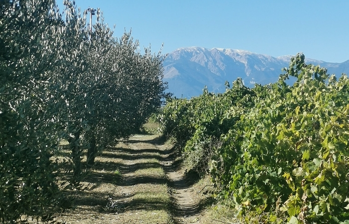 Visite et dégustation au Dora Sarchese Vini 1,00 €