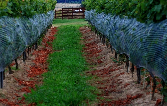 Visite et Dégustation au Vignoble Adoria 1,00 €