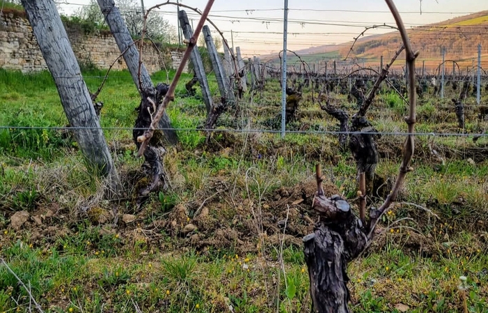 Visite et dégustation Domaine Normand 1,00 €