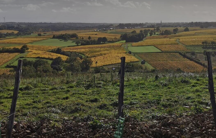 Visite et dégustations du Domaine Ogereau 1,00 €