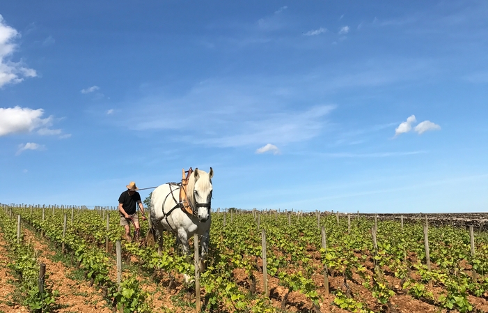 Full Day Côte de Beaune et Côte de Nuits 274,88 CHF