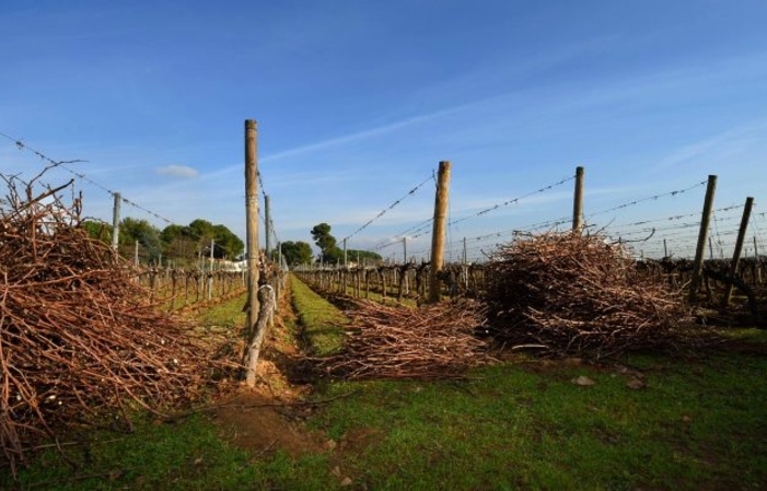 Vigneron pour un jour, visite et dégustation 11,00 €