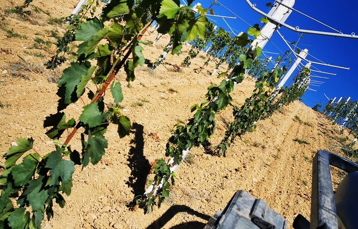 Visite et dégustations au  Azienda Vitivinicola Buzzarone 1,00 €