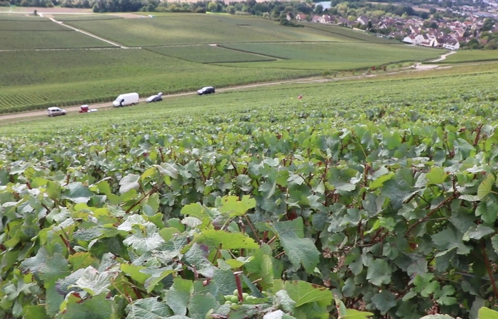 Visite et Dégustation au Domaine Philippe Dechelle 1,00 €