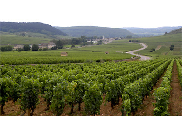 Visite et Dégustation au Domaine Jean-Philippe Fichet 1,00 €