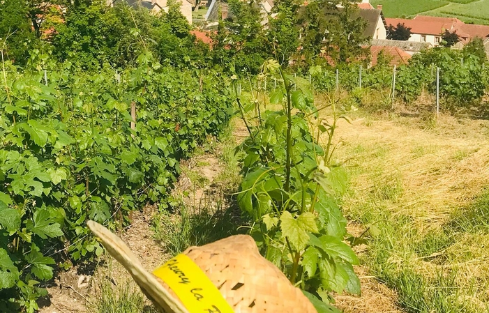 Visite et dégustation de champagne M.G. Heucq 1,00 €