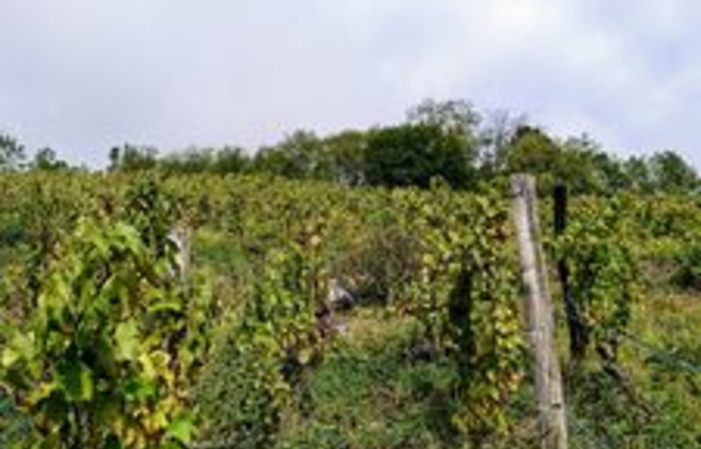 Visite et dégustations du Domaine de Chevillard 1,00 €