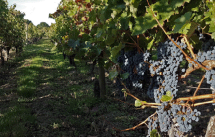 Visite Chateau Bonnange: la vigne, le chai, dégustation 1,00 €