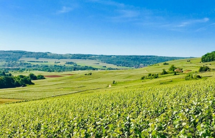 Visite du vignobles en 4x4 et dégustation de Champagne du domaine 30,00 €
