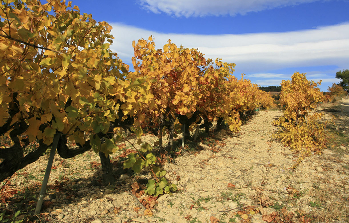 Visite et dégustation Domaine Martin 1,00 €