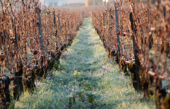 Visite et Dégustation : de la vigne au chai au Château Bernateau 10,00 €