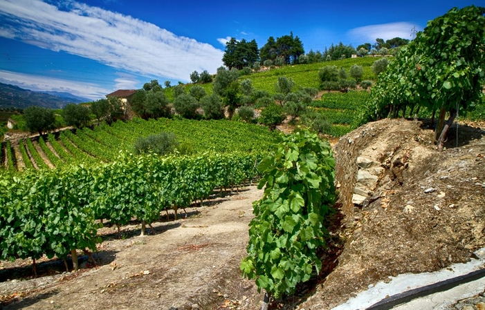 Winetour: Journée dans le Douro: 2 vignobles 100,00 €
