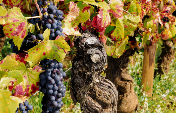 PUBLIC TOUR Domaines et châteaux 59,00 €