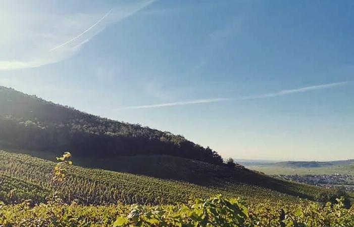 Visite et Dégustation au Domaine Greiner 1,00 €