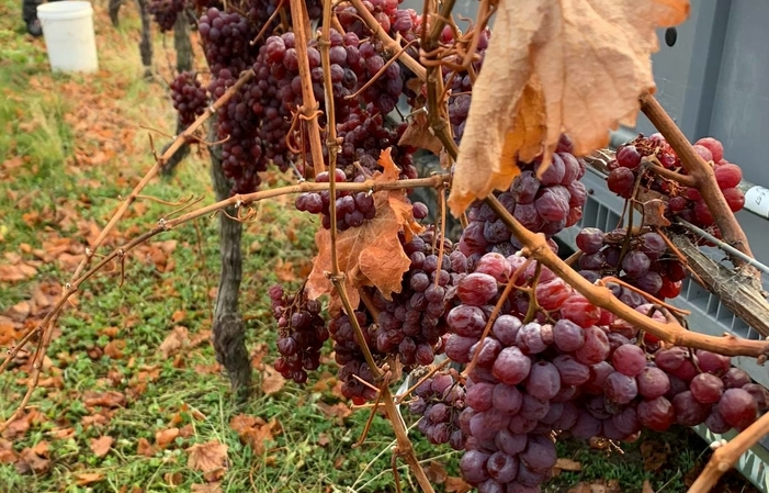 Visite et dégusutations de Misha's Vineyard Wines 1,00 €