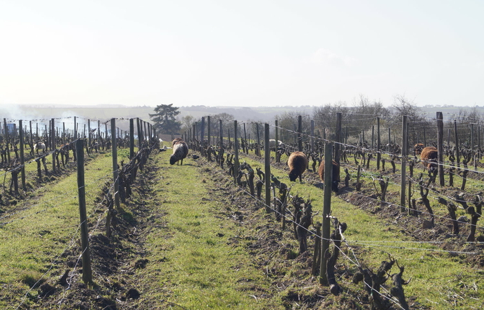 Visite Domaine du Closel : Escapade au Château des Vaults 29,00 €