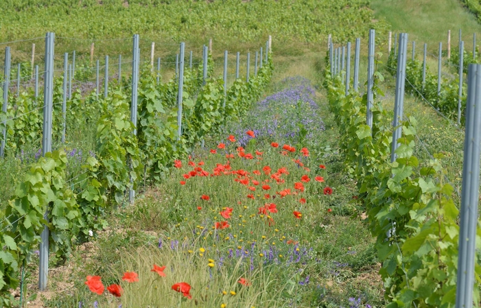 Visite et dégustations du  Domaine Frédéric Berne 15,00 €
