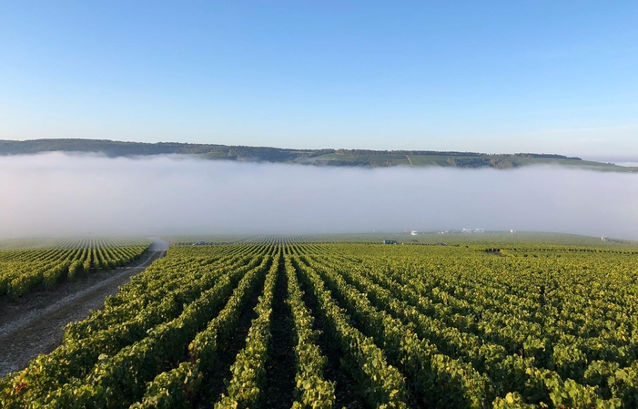 Visite Du Domaine Champagne Emmanuel Tassin 1,00 €