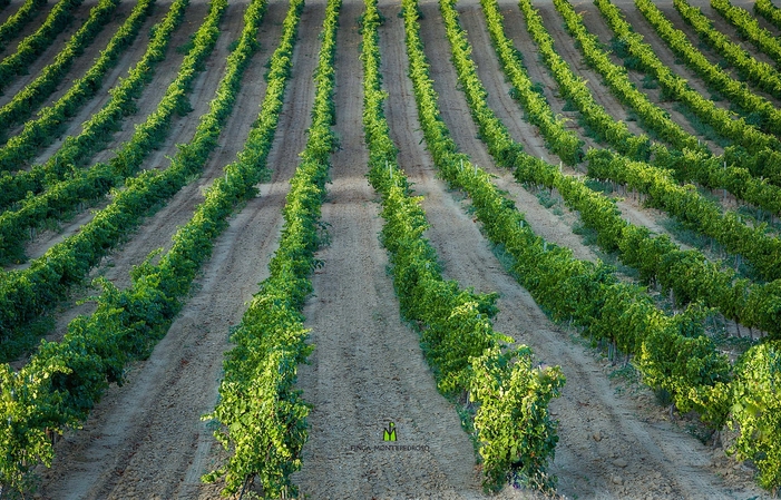 Dégustation Verticale de Finca Montepedroso (3 millésimes) 17,36 £GB